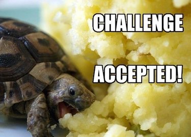 Turtle eats huge pile of mashed potatoes.