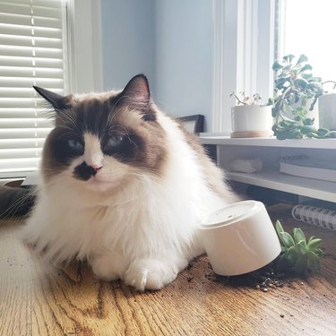 guilty cat knocks over plant.