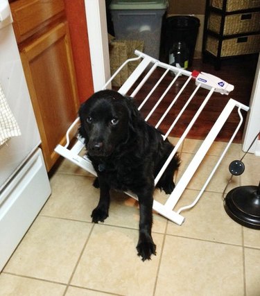 Dog tries to climb through baby gate and gets stuck.