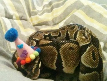 Snake in a party hat.