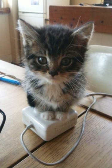 Kitten sitting on laptop charger.