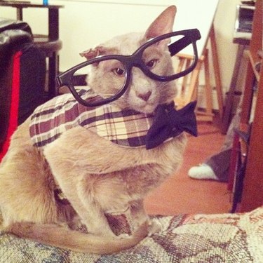 Cat wearing oversize glasses and a bow tie