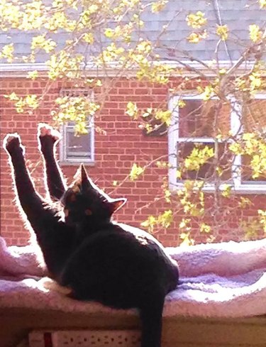 Cat on windowsill soaking in the sun.