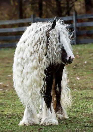 horse with tremendous hair