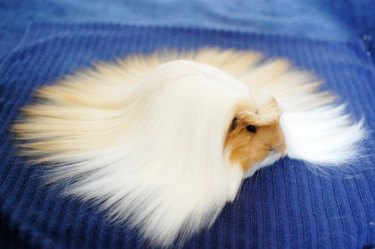 Guinea pig with long blond hair