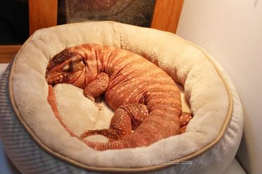 Large lizard curled up in dog bed.