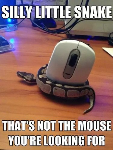 Snake wrapped around a computer mouse.