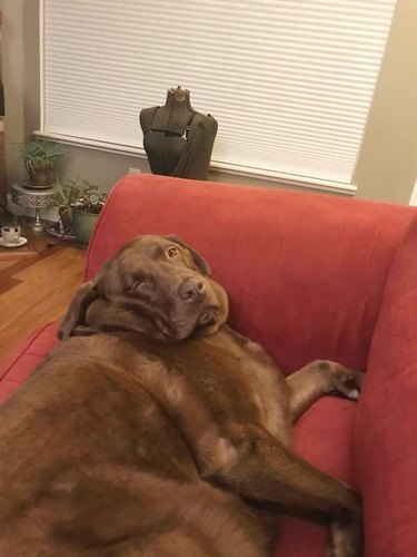 Chocolate lab looks like it's melting.