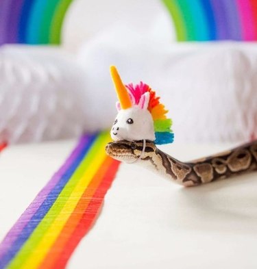 snake dressed as unicorn
