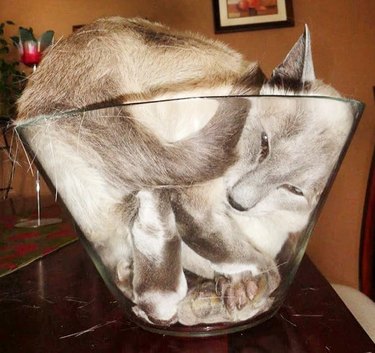 cats are liquid