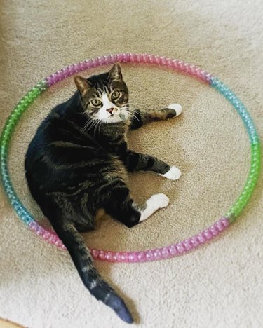 Tabby cat thinks hula hoop is box.