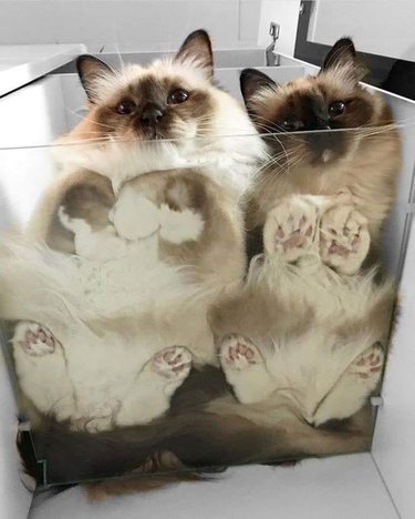 cats in plastic bin