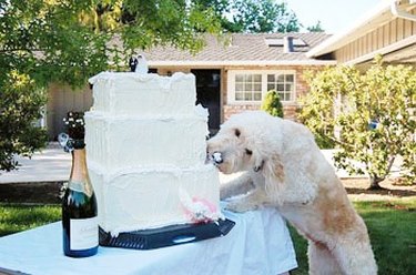 Dog getting  a little taste of the wedding cake
