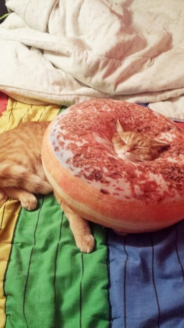 Ginger cat stuck yet sleeping in a donut-shaped pillow.