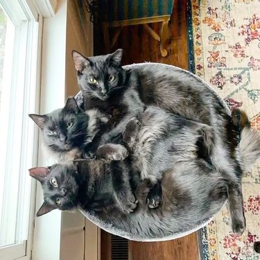 cats sleeping in basket