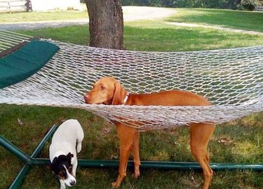 Dog stuck in hammock, with their legs going through it.