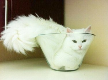cat sleeping in glass vase