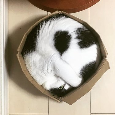 big cat in small box