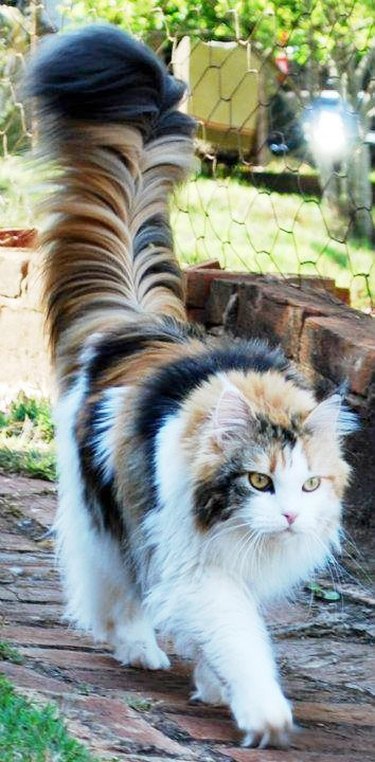 cat with fantastic tail