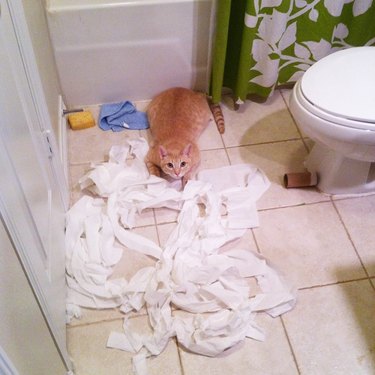 guilty cat shreds toilet paper