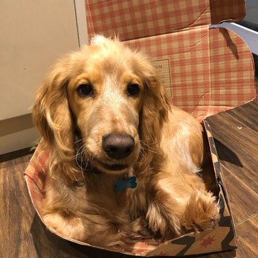 Cocker spaniel flattens cardboard box.