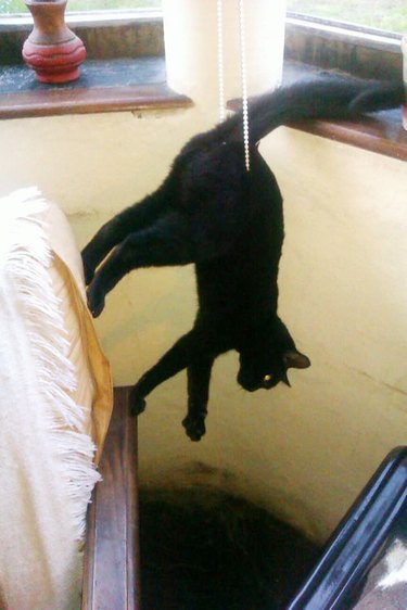 Black cat stuck in curtain raiser.