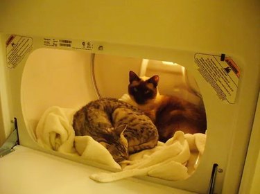Cats in a dryer.