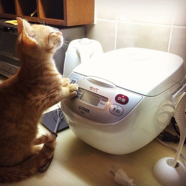 Cat with its paws on a rice cooker.