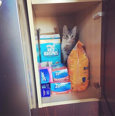 guilty cat hiding in a cupboard.