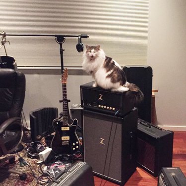 hipster cat singing into microphone