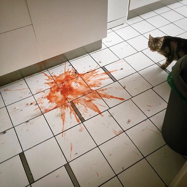 guilty cat spills tomato sauce
