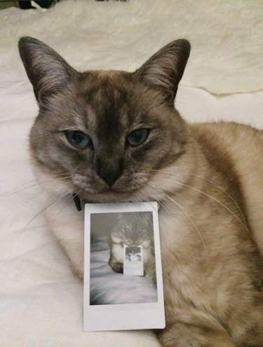 hipster cat posing with Polaroid