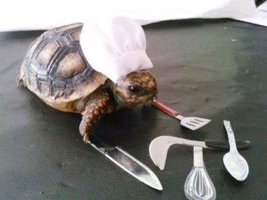 Turtle with chef's hat and cooking utensils.