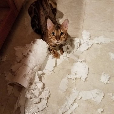 guilty cat shreads paper towels.