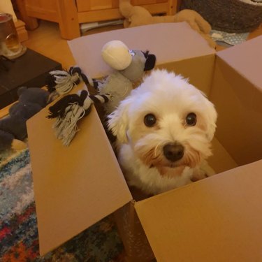 Coton de Tulear dog stuck in box.