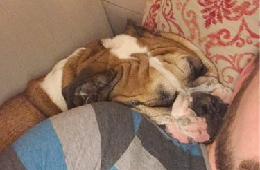 Bulldog sinking into cushions.
