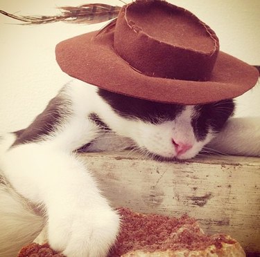 hipster cat in vintage hat