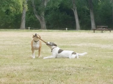 two dogs holding one stick