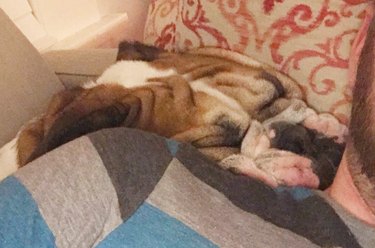 Bulldog sinking into cushions.