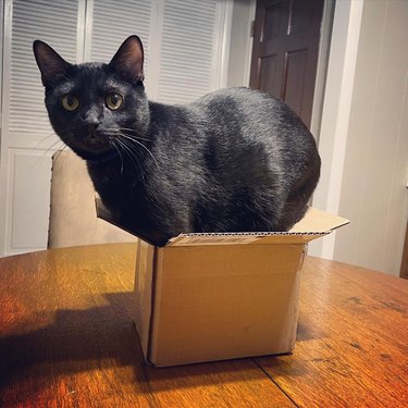 A black cat is too big for fitting inside a box.