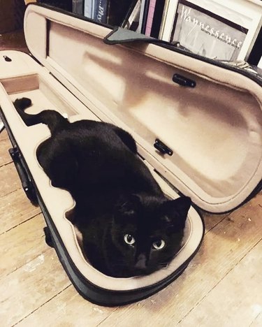 cat in guitar case