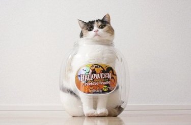 cat in plastic candy container