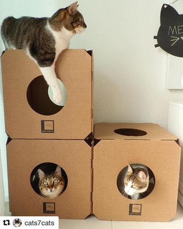 cats in boxes