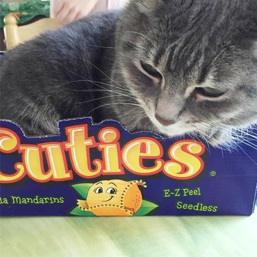 cat in a cuties box