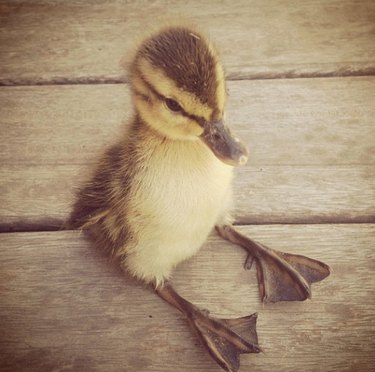 baby duck sitting like a human