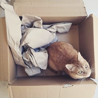 cat in a box