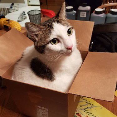 cute cat in a box