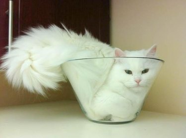 cat in glass bowl