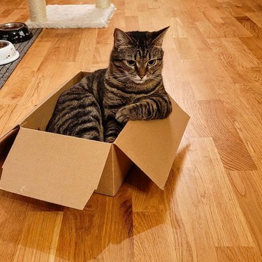 cat chilling in a box