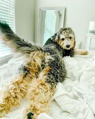 dog splooting on bed in suggestive